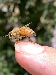 Apis mellifera