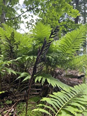 Pentarhizidium orientale