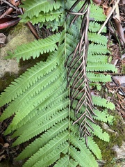 Pentarhizidium orientale