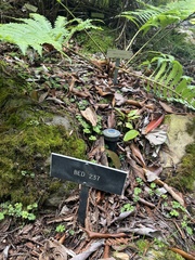 Pentarhizidium orientale