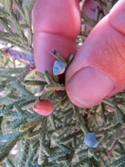 Walshomyia juniperina