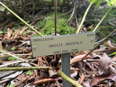 Pentarhizidium orientale