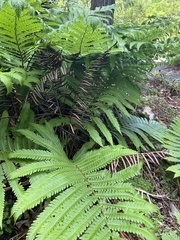 Pentarhizidium orientale