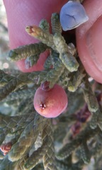 Walshomyia juniperina