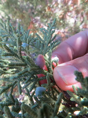 Walshomyia juniperina