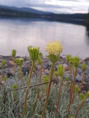 Chaenactis suffrutescens