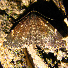 Idia scobialis