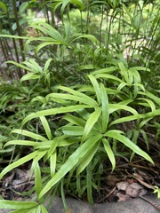 Pteris dactylina