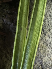 Pteris dactylina