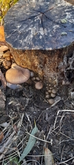 Armillaria fumosa