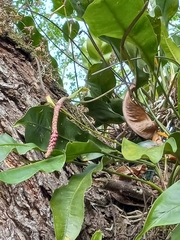 Anthurium gracile