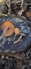 Armillaria fumosa
