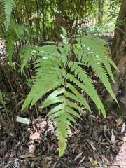 Microlepia platyphylla