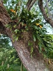 Anthurium gracile