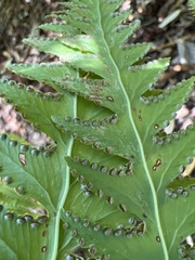 Microlepia platyphylla