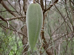 Leichhardtia australis