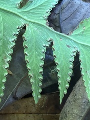 Microlepia platyphylla