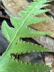 Microlepia platyphylla