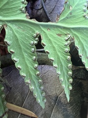 Microlepia platyphylla