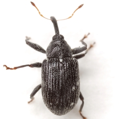 Anthonomus suturalis