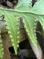 Microlepia platyphylla