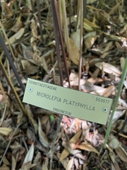 Microlepia platyphylla