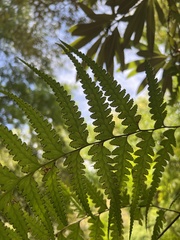 Microlepia platyphylla