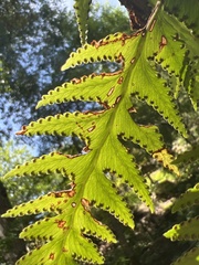 Microlepia platyphylla