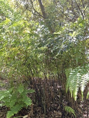 Microlepia platyphylla