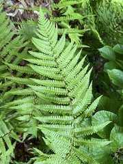 Dryopteris lepidopoda