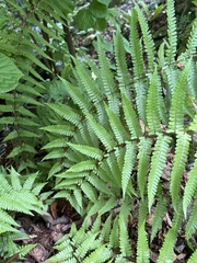 Dryopteris lepidopoda
