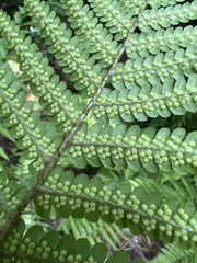 Dryopteris lepidopoda