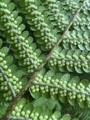 Dryopteris lepidopoda
