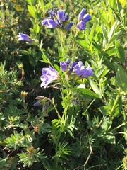 Polemonium foliosissimum