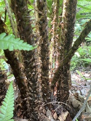 Dryopteris lepidopoda