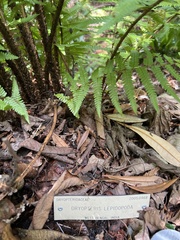 Dryopteris lepidopoda