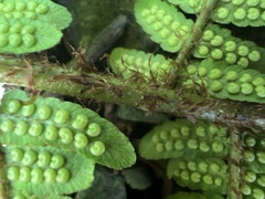 Dryopteris lepidopoda