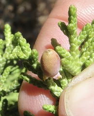 Walshomyia juniperina
