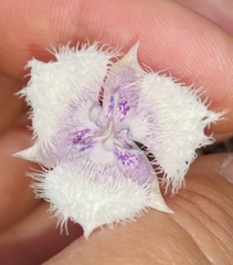 Calochortus coeruleus