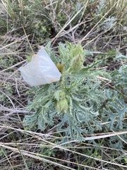 Argemone hispida