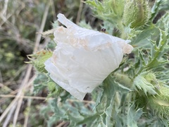 Argemone hispida