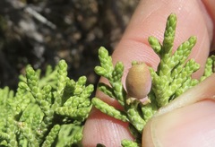 Walshomyia juniperina