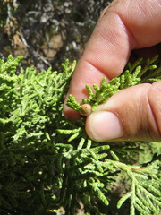 Walshomyia juniperina