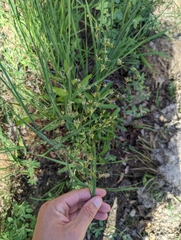 Juncus oxymeris