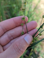 Juncus oxymeris
