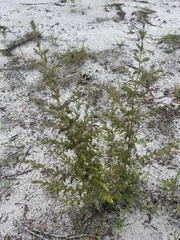 Aureolaria pectinata