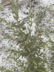 Aureolaria pectinata