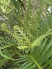 Blechnum gibbum