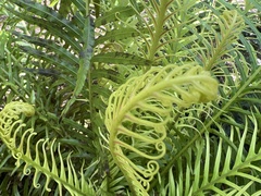 Blechnum gibbum