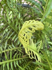 Blechnum gibbum